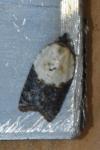 Acleris variegana