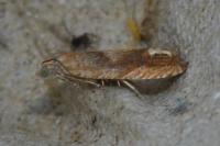 Eucosma conterminana