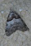 Nola cucullatella