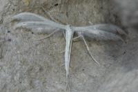 Pterophorus pentadactylus