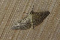 Patania ruralis