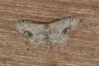 Idaea dimidiata