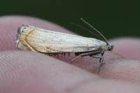 Chrysoteuchia culmella