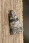 Sciota rhenella