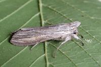 Cucullia umbratica