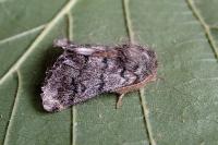 Thaumetopoea pityocampa