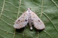 Parapoynx stratiotata