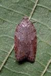 Acleris sparsana