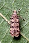 Bryotropha domestica