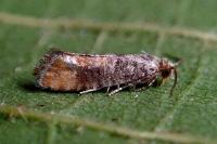 Clavigesta purdeyi/sylvestrana