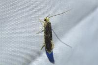 Monopis laevigella