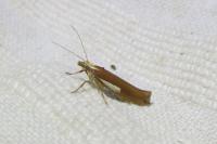 Ypsolopha parenthesella