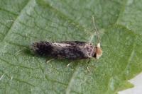 Ectoedemia subbimaculella
