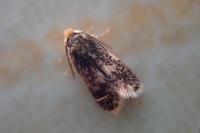 Ectoedemia subbimaculella