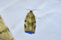 Choristoneura hebenstreitella