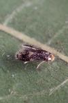 Ectoedemia subbimaculella