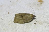 Lozotaenia forsterana