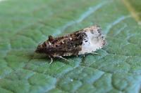 Hedya nubiferana