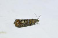 Olethreutes arcuella