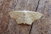 Scopula nigropunctata