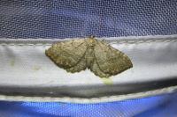 Philereme vetulata