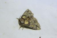 Drymonia velitaris