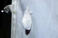 Sphrageidus similis