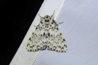 Lymantria monacha