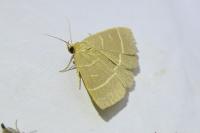 Trisateles emortualis