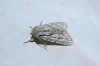 Acronicta aceris