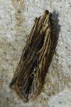 Monochroa palustrellus