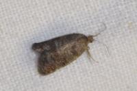 Neosphaleroptera nubilana