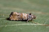 Piniphila bifasciana