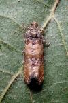 Piniphila bifasciana