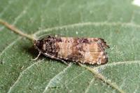 Piniphila bifasciana