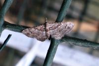 Gymnoscelis rufifasciata