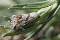Eublemma candidana