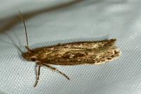 Gelechia sororculella