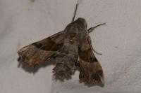 Proserpinus proserpina