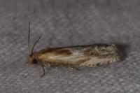 Eucosma cana