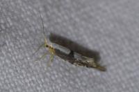 Argyresthia spinosella