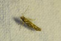 Pyroderces argyrogrammos