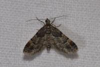 Gymnoscelis rufifasciata