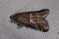 Acrobasis marmorea