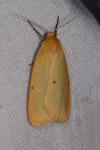 Cybosia mesomella