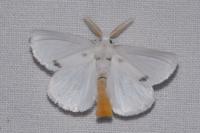 Sphrageidus similis