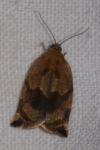 Archips crataegana