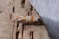 Rhyacionia pinicolana