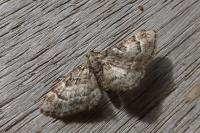 Pasiphila rectangulata