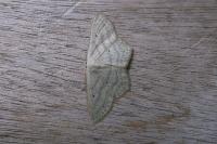 Scopula nigropunctata